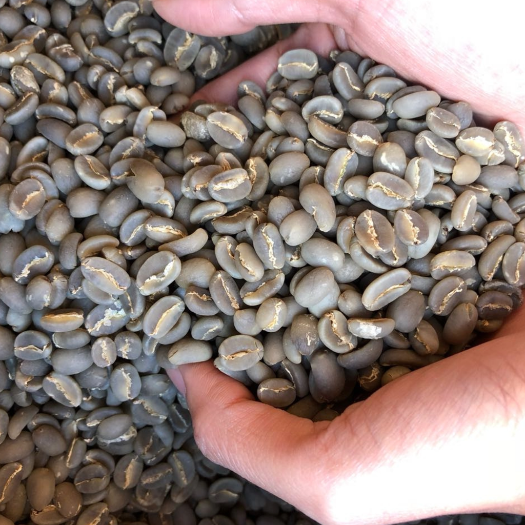 KASA'O - 60kg Specialty Green Coffee Arabica Flores Bajawa “Da’Gabo” Indonesia, Semi Washed Process